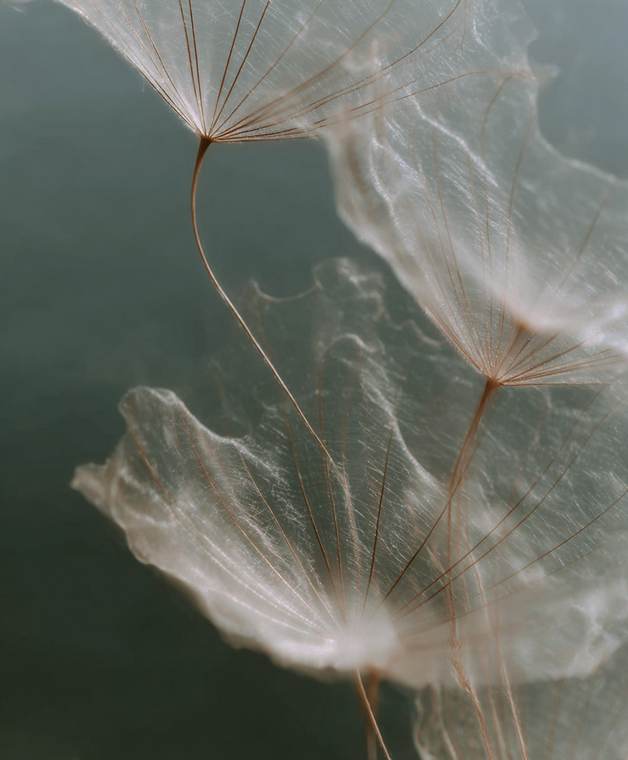 Fine botanical structures overlapping in soft light