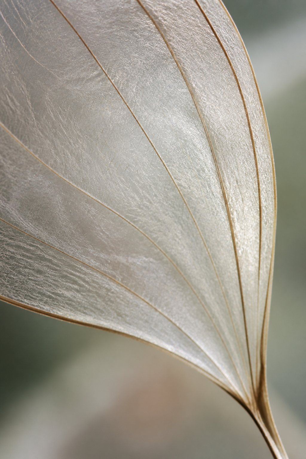 Translucent natural membrane revealing its fine structure